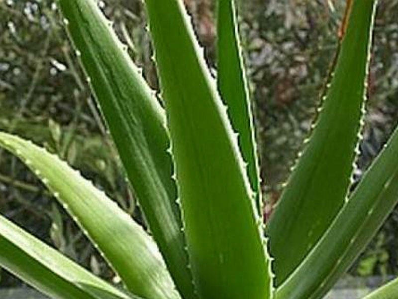 Aloe bitkisinin 50dən çox xəstəlikləri müalicə etdiyini bilirdinizmi?
