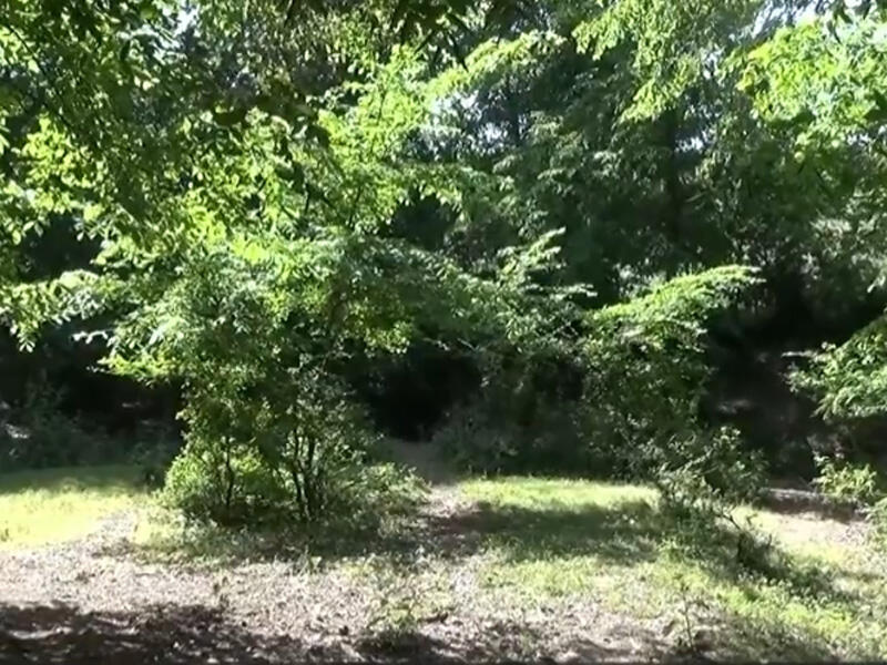 Minillik ağacların məskəni – qeyriadi “nil ağacı” meşəsi  VİDEO