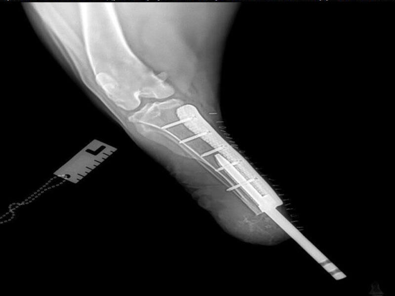 İtə biointeqrasiyalı protez qoyuldu  VİDEO
