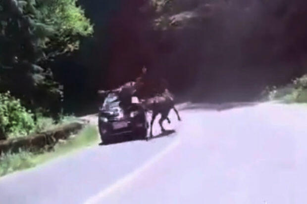 QubaXınalıq yolunda avtomobil qarşısına anidən çıxan atı vurdu  VİDEO