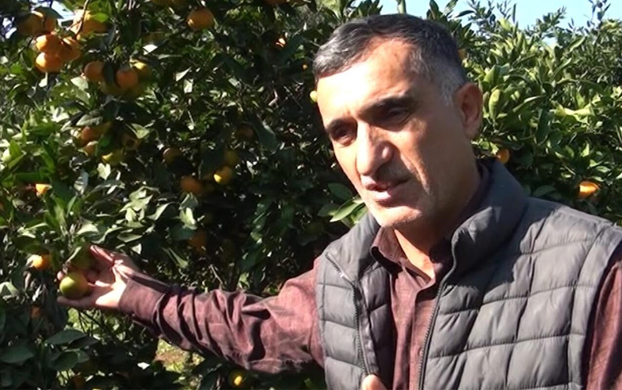 “Məhsulumuzu 30 qəpiyə belə alan yoxdur”  VİDEO  FOTO