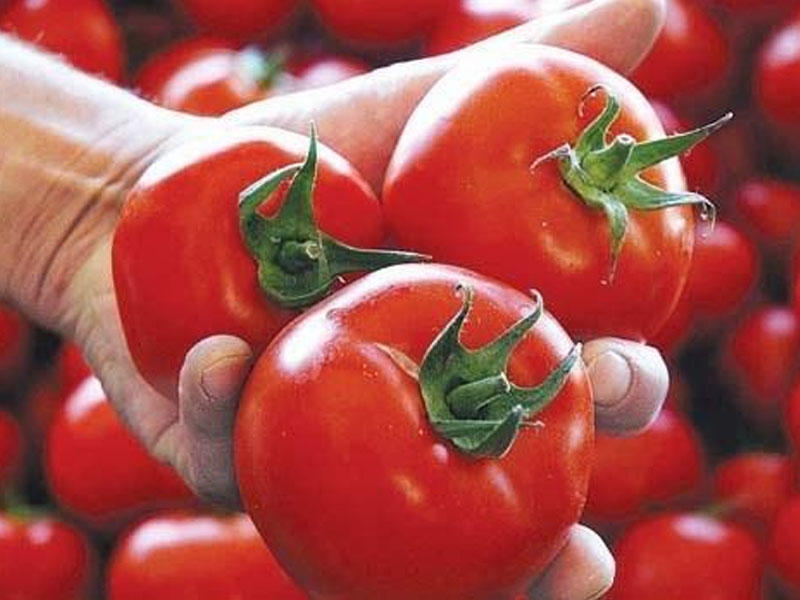 Çürük pomidor niyə 4 manatdan