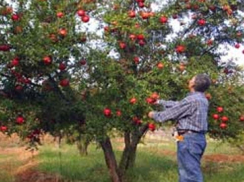 Yol kənarındakı meyvələri sakinlər yığa bilər?  AÇIQLAMA