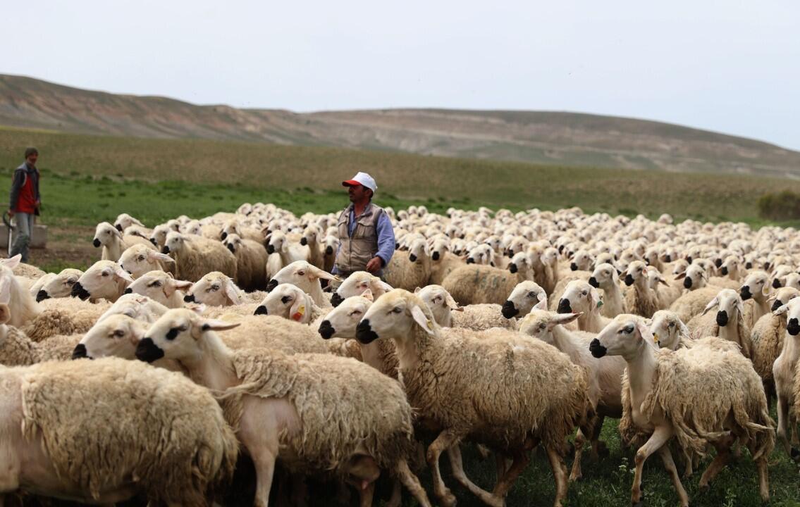 Türkiyədə çoban faciəvi şəkildə öldü 