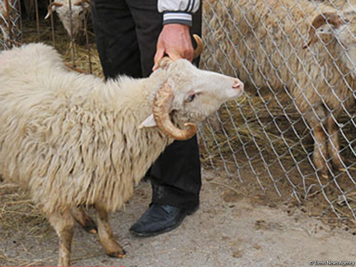 Hansı heyvanları qurban kimi kəsmək olar?  AÇIQLAMA