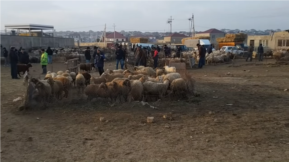 Azərbaycanda heyvan bazarlarında məhdudiyyətlər tətbiq olunacaq  BU TARİXDƏN