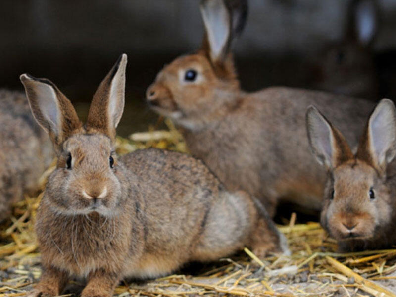 Tovuzlu fermer təsərrüfatında 120dən çox dovşan saxlayır 