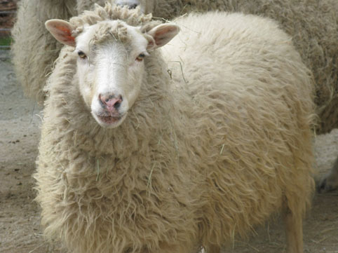 Qurban ətindən kabab etmək olarmı?  Çoxlarını maraqlandıran cavab