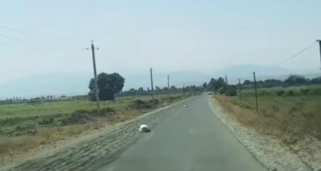 Yola günəbaxan tumları yığdı, məsuliyyətə cəlb edildi 