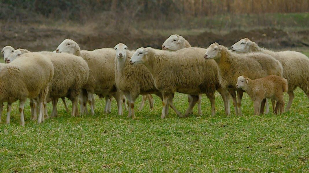Göygöldə silahlı şəxslər tərəfindən qaçırılan 62 baş toyun tapıldı 
