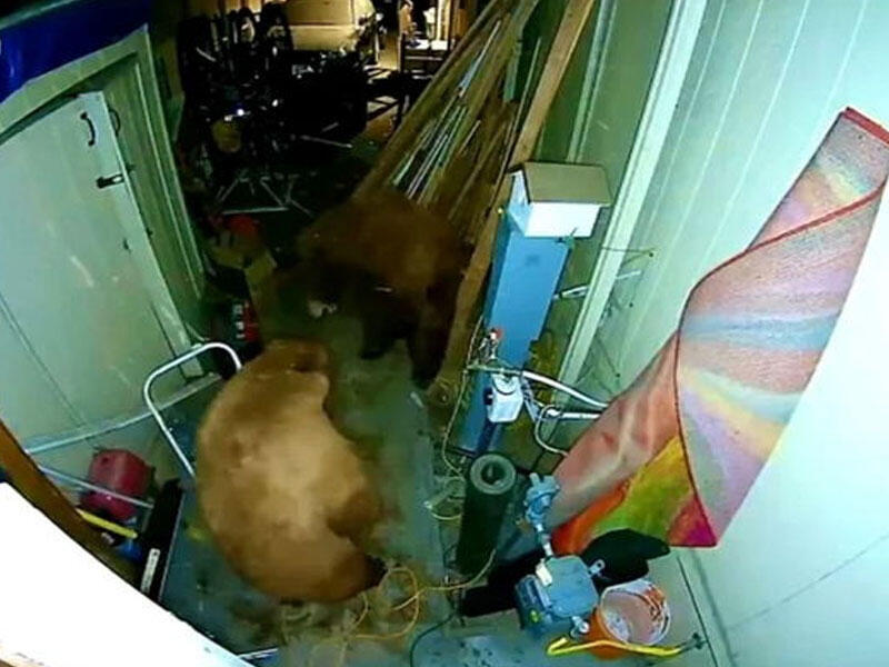 Qarajda qarşılaşan boz ayıların davası kameralara düşdü  VİDEO
