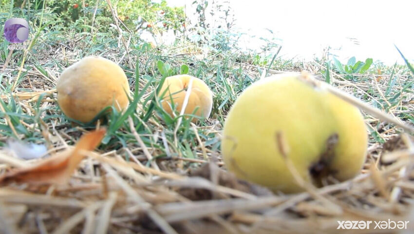 Su kanalları yaxınlıqda yerləşsə də, sahələr quruyaraq məhv olub... 