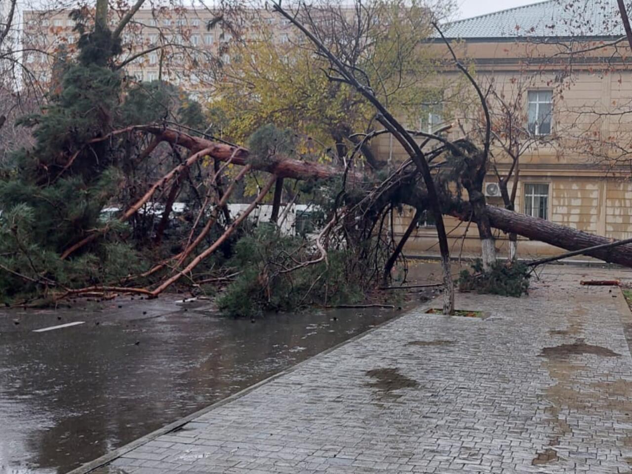 Bakının mərkəzində nəhəng ağac qəfil aşdı, yol bağlandı  VİDEO  FOTOlar