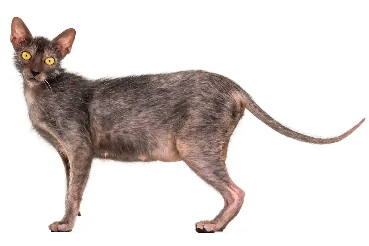 Ən nadir 5 pişik cinsi