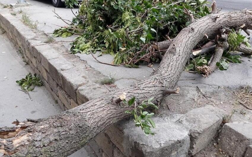 Bakıda güclü külək ağacı aşırdı 