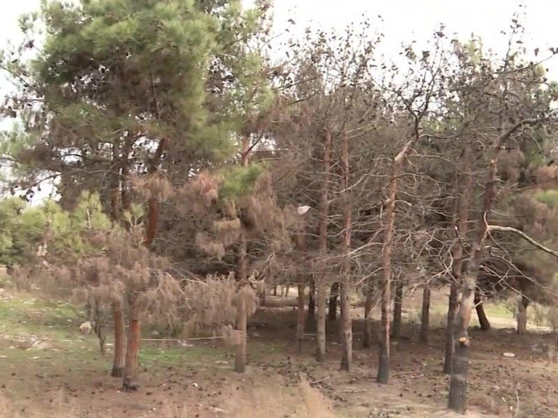 "Koroğlu" metrosunun yaxınlığında şam ağacları yandırıldı 