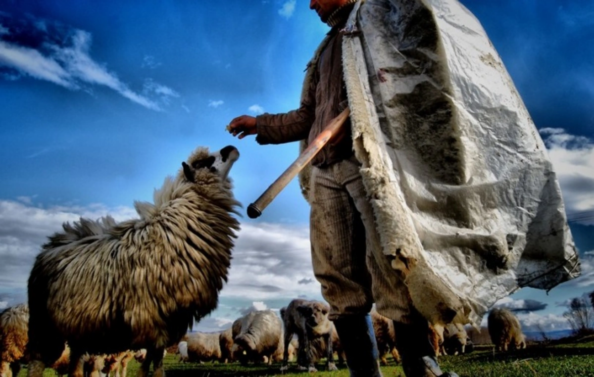 &Ccedil;obanlar yarım milyonluq cinayətə g&ouml;rə TUTULDU