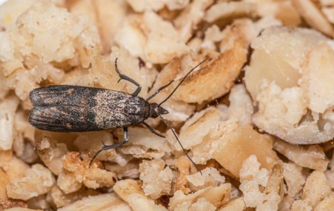 Paxlalıların qurdlamasını evdəki tək məhsulla &ouml;nləyin