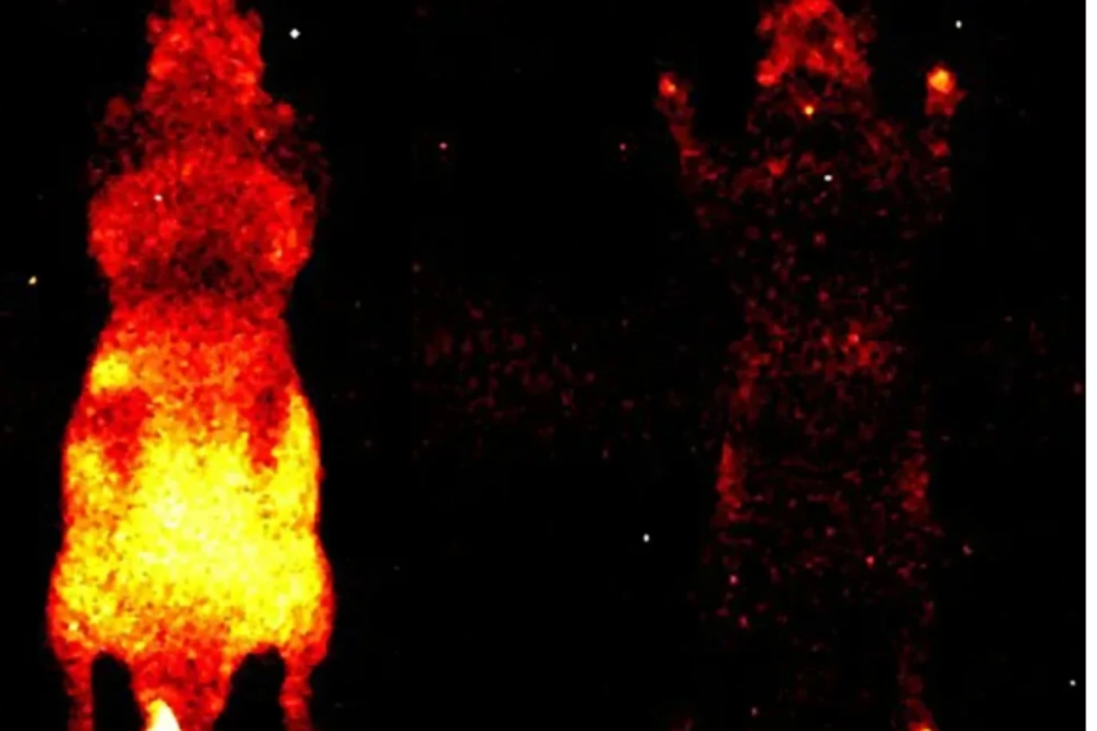 B&uuml;t&uuml;n canlılarda zəif, amma &ouml;l&ccedil;&uuml;lə bilən parıltı m&ouml;vcuddur