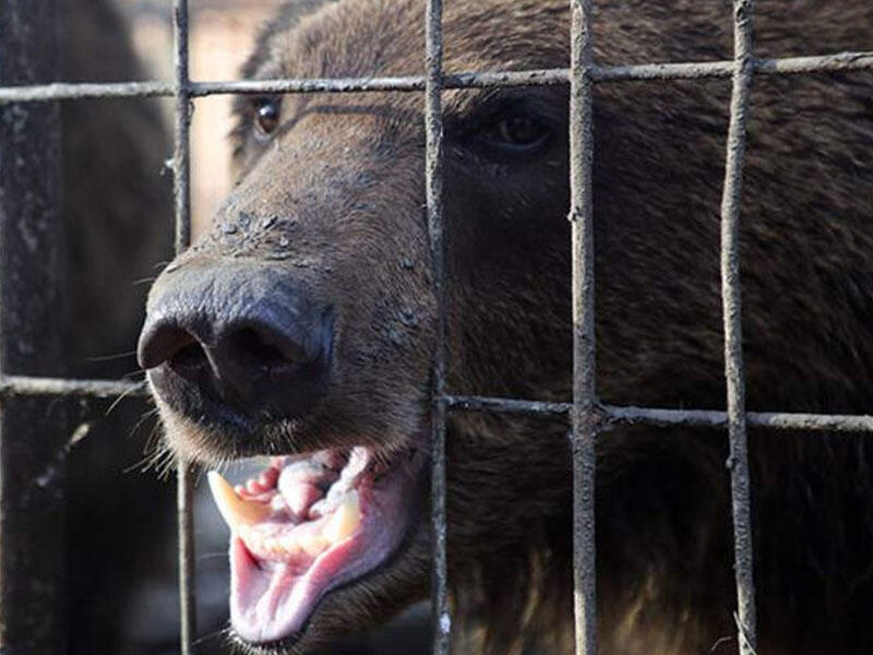 Özbəkistanda zooparkda ayı işçini öldürdü
