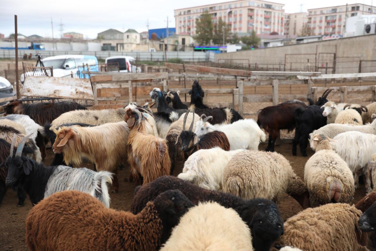 Bu heyvan bazarları fəaliyyət göstərməyəcək 