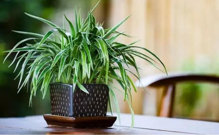Kif və tozu aradan qaldırır  Bu otaq bitkisi evinizdəki havanı təmizləyəcək