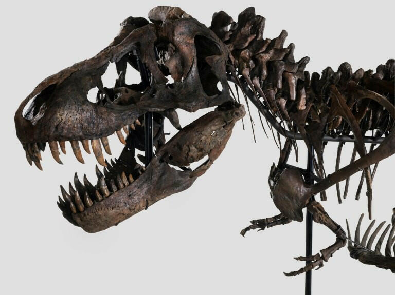 67 milyon illik dinozavr skeleti hərraca çıxarılıb  FOTO