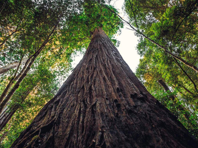 Dünyanın ən hündür ağacı  3 300 ton  VİDEO