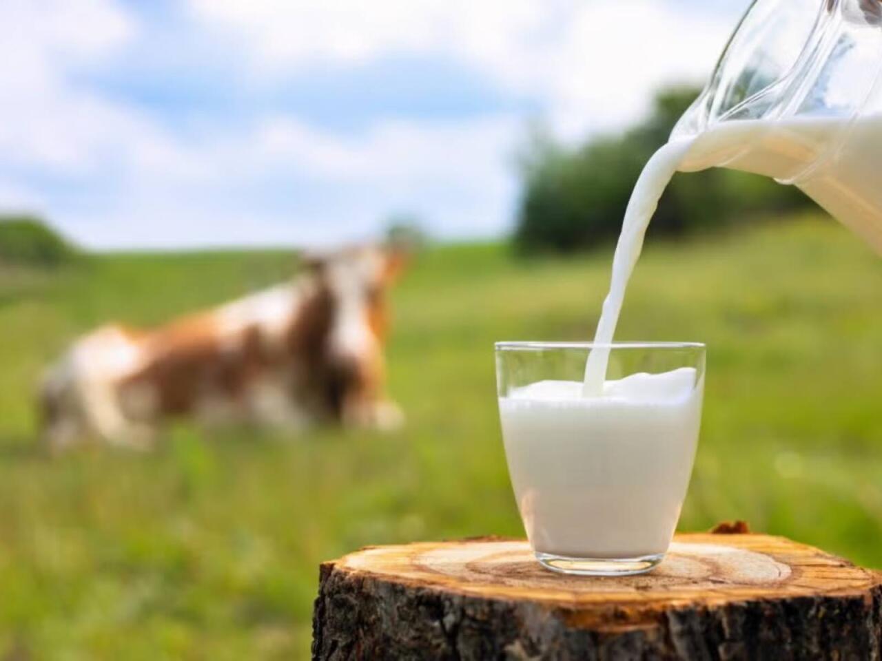 Yağlısı infarkta aparır  Yağsızı min bir dərdə dərmandır