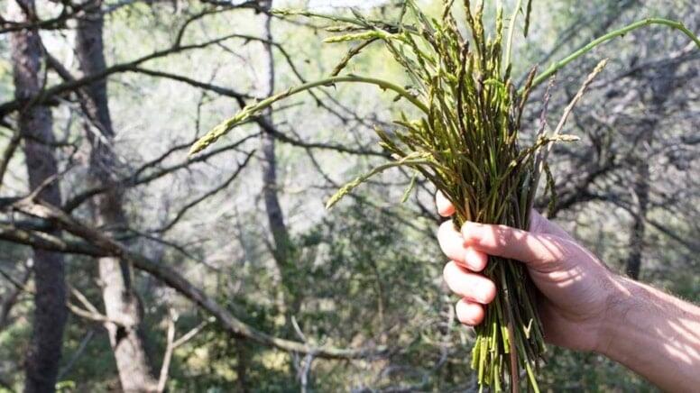 Dünyanın ən bahalı tərəvəzi   Avropada kilosu 1.000 avroya satılır