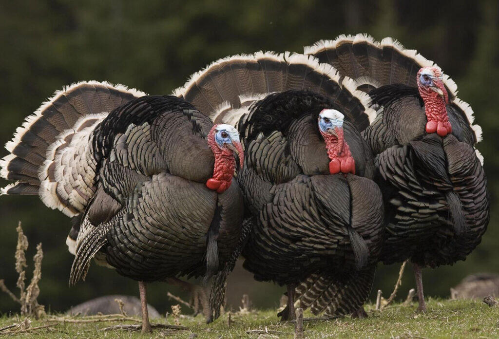 Bayramqabağı hinduşka ətinin qiymətində artım g&ouml;zlənilir?