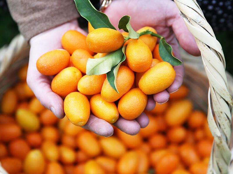 Kinkan bol, qiymət m&uuml;nasib