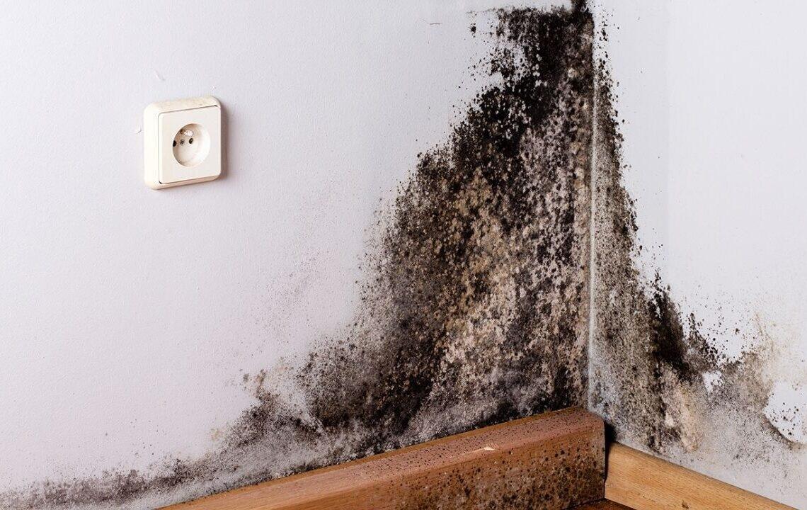 Divarlarımıza yapışan xəstəlik: Kif g&ouml;bələyindən necə qurtulmalı?