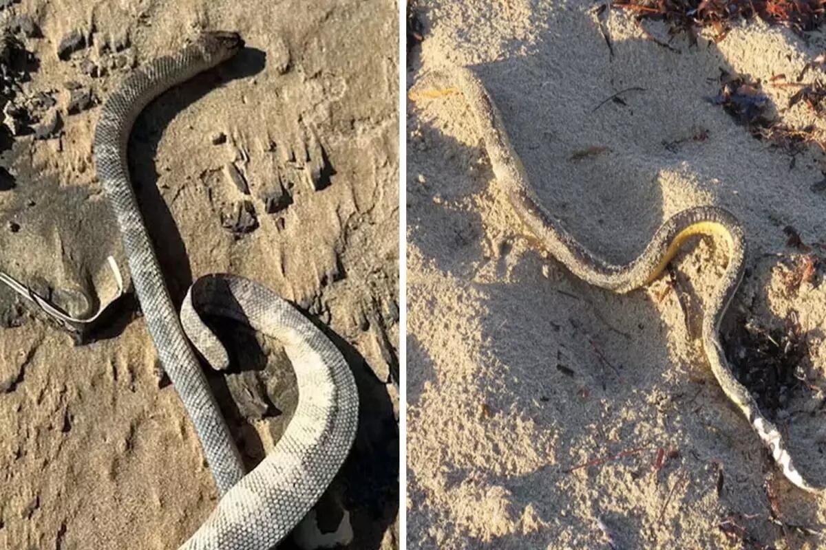 Qiyamət əlaməti  birbir sahilə çıxırlar 