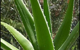 Aloe bitkisinin 50dən çox xəstəlikləri müalicə etdiyini bilirdinizmi?