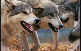 Canavar hücumları sakinləri təşvişə saldı