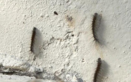 Bakının bu rayonunu qurd basır  ŞİKAYƏT