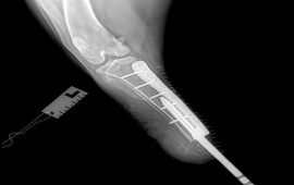 İtə biointeqrasiyalı protez qoyuldu  VİDEO