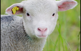 Bu il qurban kəsmək neçəyə başa gələcək?