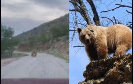 Qonur ayı meşəni tərk edib avtomobil yoluna çıxdı  VİDEO