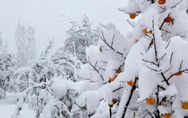 B&ouml;lgələrimiz ağ &ouml;rpəyə b&uuml;r&uuml;n&uuml;b