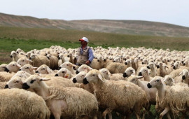 Türkiyədə çoban faciəvi şəkildə öldü 