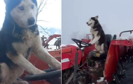 İtin traktor sevgisi gündəm oldu  Sükan arxasında... 