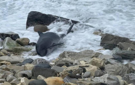 Kerç boğazında 60 ölü delfin tapıldı