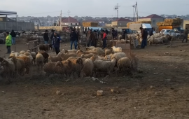 Azərbaycanda heyvan bazarlarında məhdudiyyətlər tətbiq olunacaq  BU TARİXDƏN