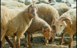 Somalidən gətirilən ət satış &uuml;&ccedil;&uuml;n deyilmiş &ndash; RƏSMİ