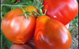 Yüksək təzyiqi salan xüsusi pomidor satışa çıxarıldı