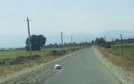 Yola günəbaxan tumları yığdı, məsuliyyətə cəlb edildi 