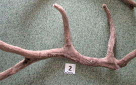 Nadir buynuzu Bakıya gətirmək istədi 