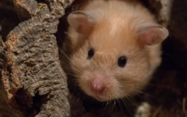 Hamsterin dişlədiyi qadın uşaqlarının gözü önündə öldü